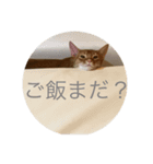 アビ猫（個別スタンプ：5）