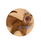 アビ猫（個別スタンプ：6）