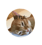 アビ猫（個別スタンプ：7）