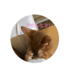 アビ猫（個別スタンプ：8）
