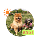 ポメラニアンこつぶとマルックスふわり（個別スタンプ：15）