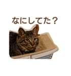 うちの癒しっ仔2（個別スタンプ：3）