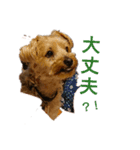 うちの癒しっ仔2（個別スタンプ：4）