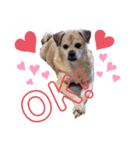 愛犬ピーチ スタンプ（個別スタンプ：1）