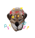 愛犬ピーチ スタンプ（個別スタンプ：2）