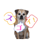 愛犬ピーチ スタンプ（個別スタンプ：3）