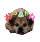 愛犬ピーチ スタンプ（個別スタンプ：4）