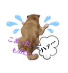 愛犬ピーチ スタンプ（個別スタンプ：5）