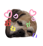 愛犬ピーチ スタンプ（個別スタンプ：6）