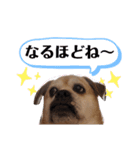 愛犬ピーチ スタンプ（個別スタンプ：7）
