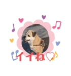 愛犬ピーチ スタンプ（個別スタンプ：8）