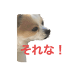 空Kuuのスタンプ（個別スタンプ：1）