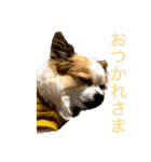 空Kuuのスタンプ（個別スタンプ：8）