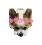 空Kuuのスタンプ（個別スタンプ：12）