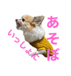 空Kuuのスタンプ（個別スタンプ：16）
