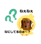 ダックスのくーたん2（個別スタンプ：3）