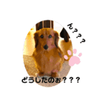 ダックスのくーたん2（個別スタンプ：4）