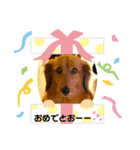 ダックスのくーたん2（個別スタンプ：14）
