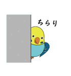 ちょいデブインコの日常～セキセイ～（個別スタンプ：1）