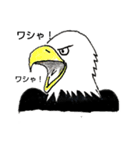 White head eagleワシゃワシゃ（個別スタンプ：1）