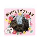 あおりき5（個別スタンプ：3）