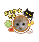 子猫の可愛スタンプ（個別スタンプ：2）