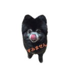 黒ポメのポンタくん（個別スタンプ：7）