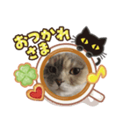 めろと茶々丸 顔ハメ（個別スタンプ：2）
