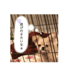 チワワのてつくん（個別スタンプ：3）