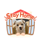 こつぶの居る生活（個別スタンプ：1）
