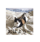 うちの猫たち01（個別スタンプ：3）