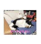 うちの猫たち01（個別スタンプ：4）