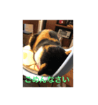 うちの猫たち01（個別スタンプ：6）