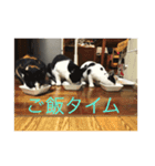 うちの猫たち01（個別スタンプ：7）