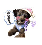 トイプードル・兄弟スタンプ（個別スタンプ：3）