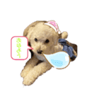 トイプードル・兄弟スタンプ（個別スタンプ：13）