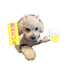 トイプードル・兄弟スタンプ（個別スタンプ：15）