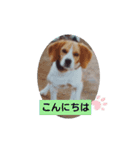 マイペースなワンコ（個別スタンプ：1）