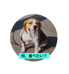 マイペースなワンコ（個別スタンプ：2）
