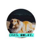 マイペースなワンコ（個別スタンプ：3）