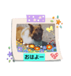 マイペースなワンコ（個別スタンプ：6）