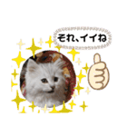 ラブリー！アッシュ君！！（個別スタンプ：6）