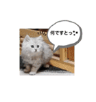 ラブリー！アッシュ君！！（個別スタンプ：7）