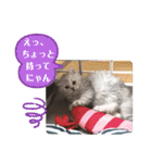 ラブリー！アッシュ君！！（個別スタンプ：12）