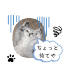 ラブリー！アッシュ君！！（個別スタンプ：13）
