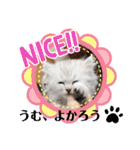ラブリー！アッシュ君！！（個別スタンプ：31）