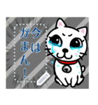 メッセージスタンプ♪白猫のPちゃん☆彡（個別スタンプ：20）