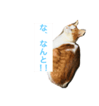 舞い降りたおバカたち（個別スタンプ：1）