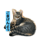 舞い降りたおバカたち（個別スタンプ：12）