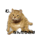 舞い降りたおバカたち（個別スタンプ：16）